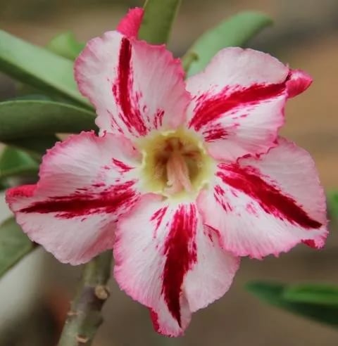 🌵🌹 Dive into Desert Beauty: Desert Rose Seeds for Your Tranquil Haven!-Various Colors🌱Long Flowering Period 🏜️🌺