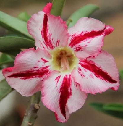 🌵🌹 Dive into Desert Beauty: Desert Rose Seeds for Your Tranquil Haven!-Various Colors🌱Long Flowering Period 🏜️🌺