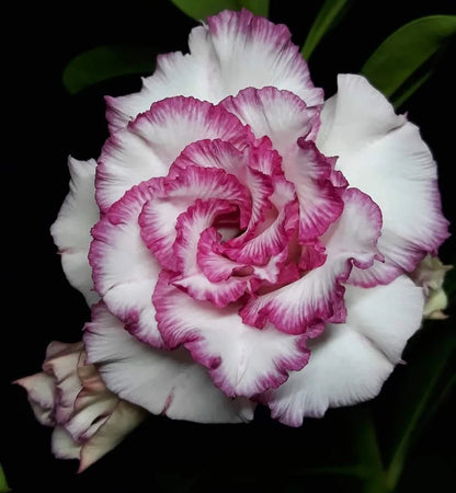 🌵🌹 Dive into Desert Beauty: Desert Rose Seeds for Your Tranquil Haven!-Various Colors🌱Long Flowering Period 🏜️🌺