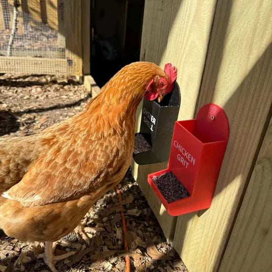 🚀Oyster Shell & Grit Feeder – Precision Nutrition, Zero Mess🐔