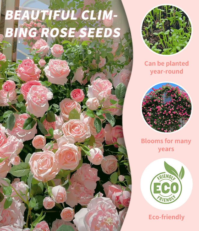 🔥Last Day 49% OFF🌺🌹Climbing Vine Rose Flower Seeds - Perennial🌹