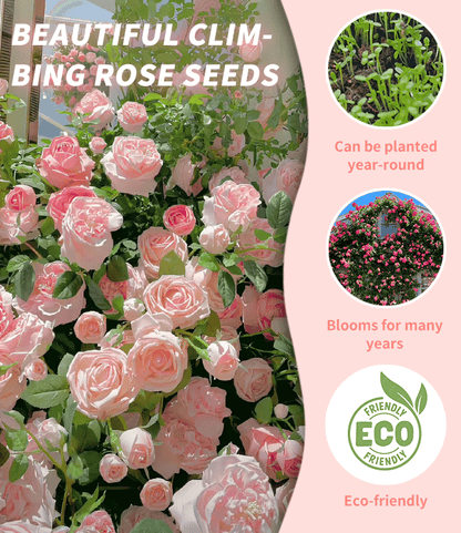 🔥Last Day 49% OFF🌺🌹Climbing Vine Rose Flower Seeds - Perennial🌹