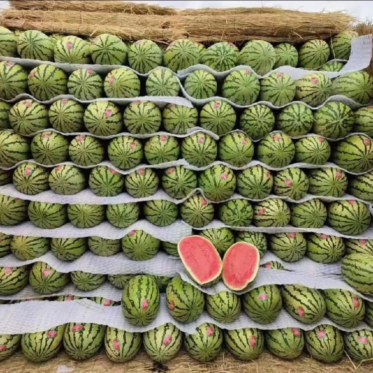 🔥Last day clearance🍉Lazy Man's Watermelon Seeds