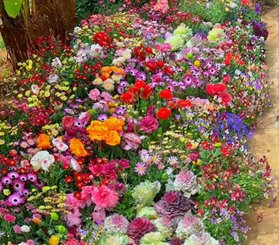 🔥Last day clearance💝Mixed Perennial Flowers Seeds-Over 50 kinds mixed