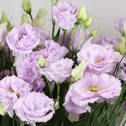 💐Lisianthus - A Sincere and Immutable Love