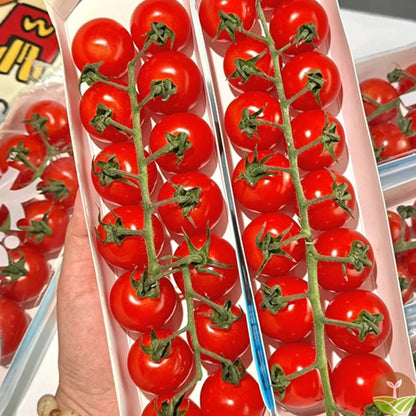 🎉Limited Time Offer 🍅Waterfall Tomato Seeds（High Yield）