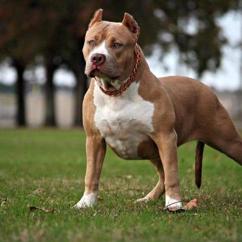 🎄Early Christmas Sale 50% OFF Thick Gold Chain Pets Safety Collar (adjustable)