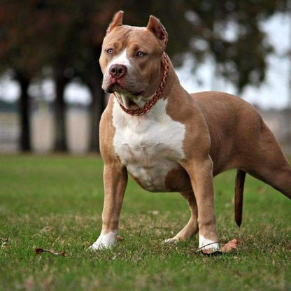 🎄Early Christmas Sale 50% OFF Thick Gold Chain Pets Safety Collar (adjustable)