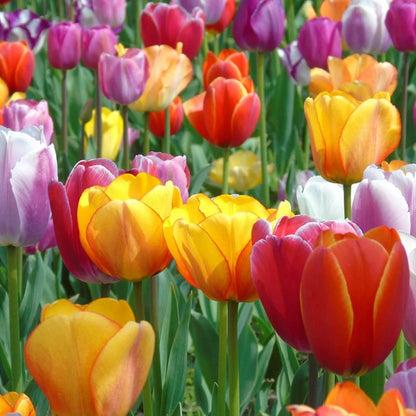 🔥Hot sale🌷Multi-color tulip bulbs