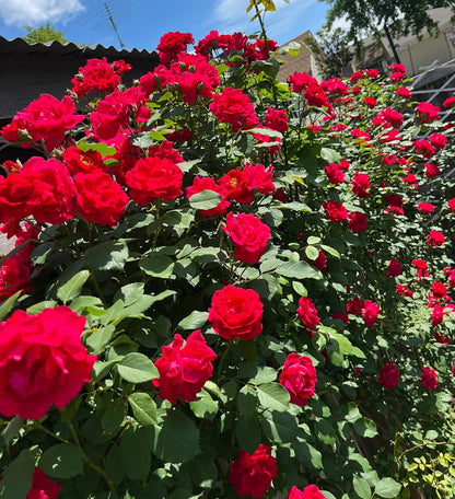 🔥Last Day 49% OFF🌺🌹Climbing Vine Rose Flower Seeds - Perennial🌹