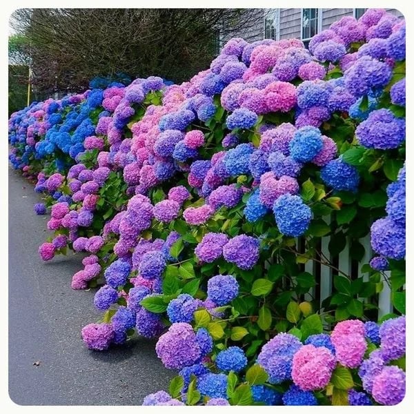 ✨Last day 49% OFF - Artificial hydrangea flowers for outdoors💐