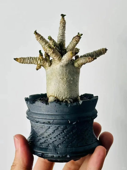 🌵🌹 Dive into Desert Beauty: Desert Rose Seeds for Your Tranquil Haven!-Various Colors🌱Long Flowering Period 🏜️🌺