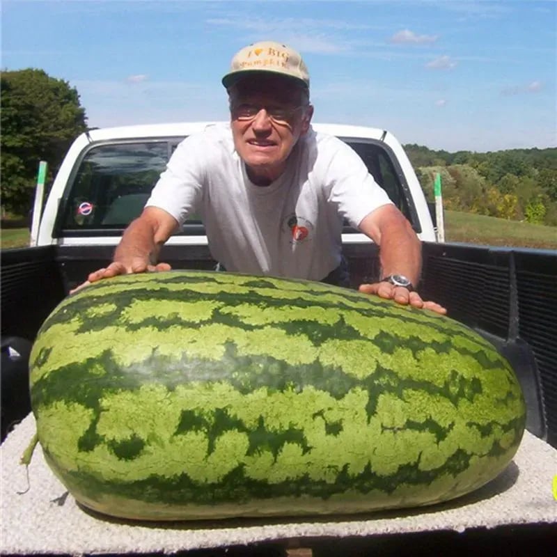 🔥Last day clearance🍉Lazy Man's Watermelon Seeds