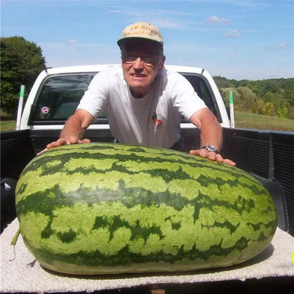 🔥Last day clearance🍉Lazy Man's Watermelon Seeds