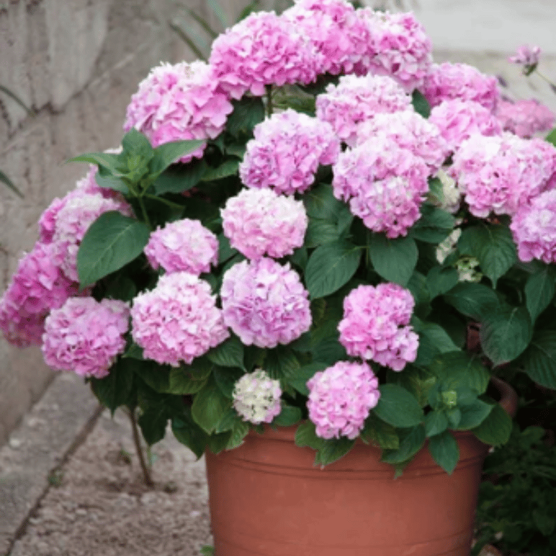 ✨Last day 49% OFF - Artificial hydrangea flowers for outdoors💐