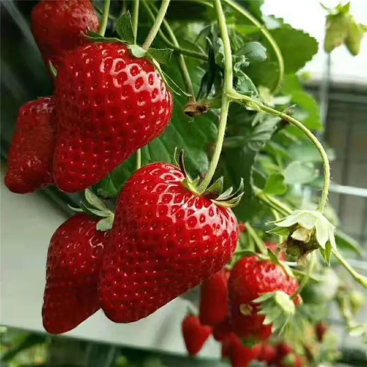 🔥Hot Sale - 49% Discount🔥All Season Strawberry Seeds🍓