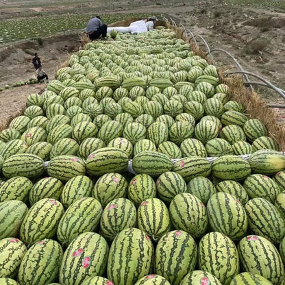 🔥Last day clearance🍉Lazy Man's Watermelon Seeds