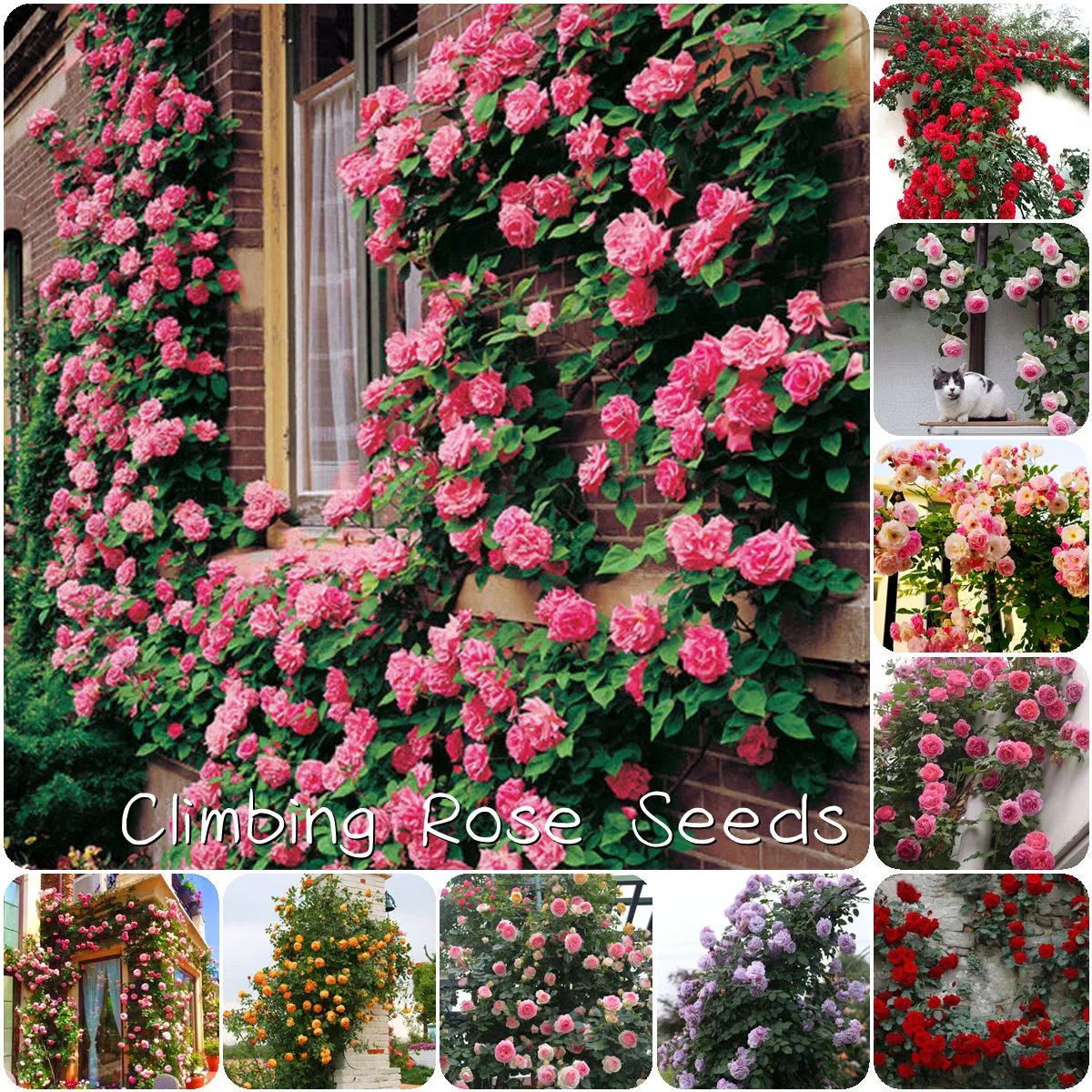 🔥Last Day 49% OFF🌺200pcs Climbing Rose Seeds | Free Fertilizer--Supplement nitrogen, phosphorus and potassium