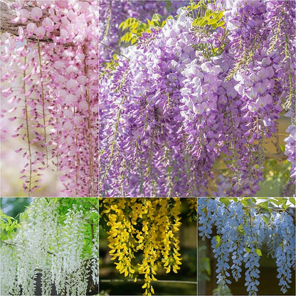 🌸WISTERIA - THE GARDEN’S CASCADING BEAUTY ALL YEAR ROUND