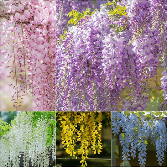 🌸WISTERIA - THE GARDEN’S CASCADING BEAUTY ALL YEAR ROUND