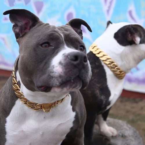 🎄Early Christmas Sale 50% OFF Thick Gold Chain Pets Safety Collar (adjustable)