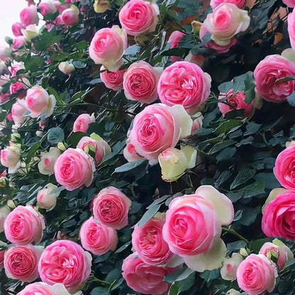 🔥2025 New Arrival 49% OFF🔥🌱Climbing Rose Seeds