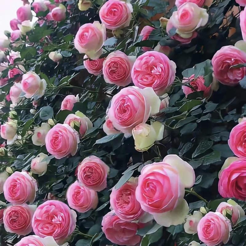 🔥Last Day 49% OFF🌺🌹Climbing Vine Rose Flower Seeds - Perennial🌹