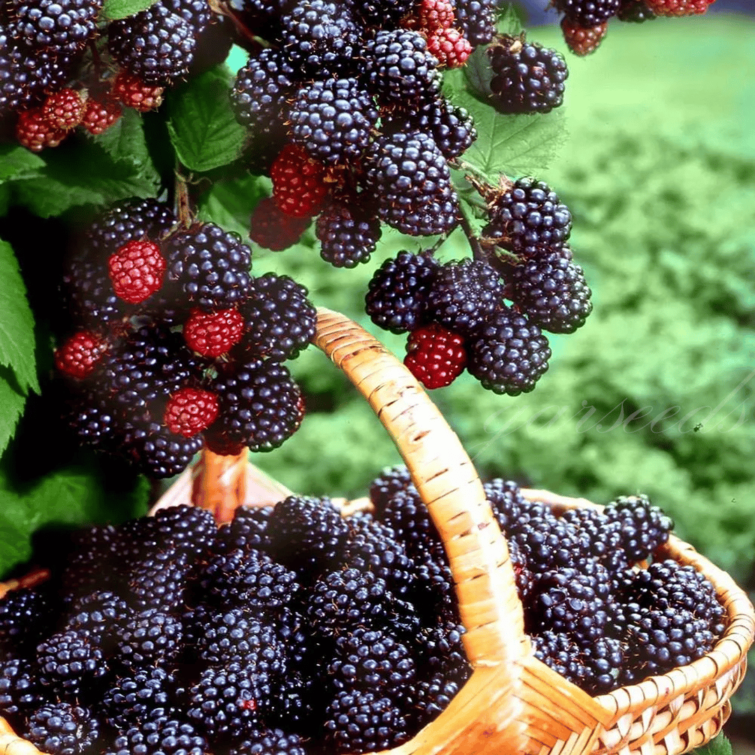 🔥LAST DAY PROMOTION 49% OFF - 🔥Sweet Giant Blackberry Seeds