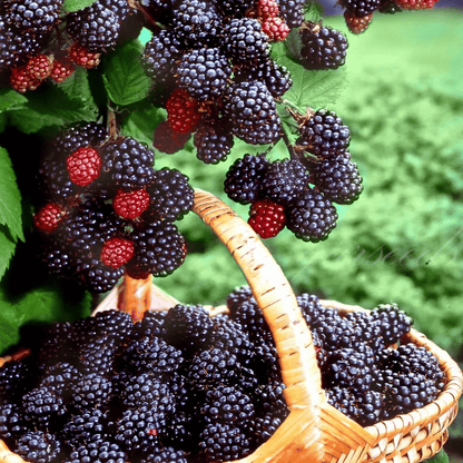 🔥LAST DAY PROMOTION 49% OFF - 🔥Sweet Giant Blackberry Seeds