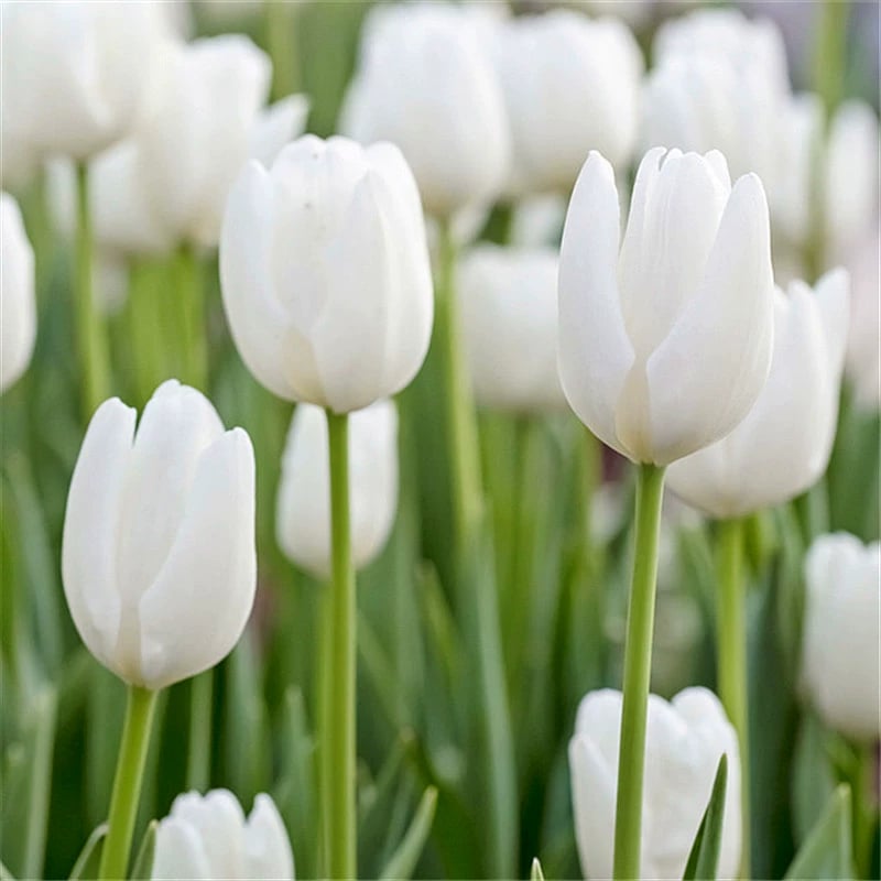 🔥Hot sale🌷Multi-color tulip bulbs