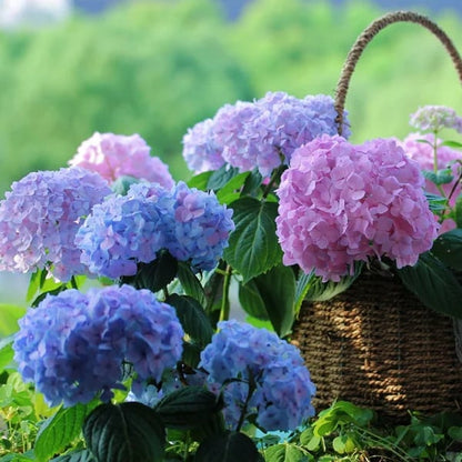 ✨Last day 49% OFF - Artificial hydrangea flowers for outdoors💐