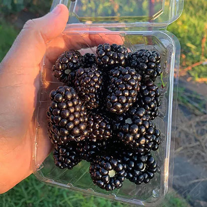 🔥LAST DAY PROMOTION 49% OFF - 🔥Sweet Giant Blackberry Seeds