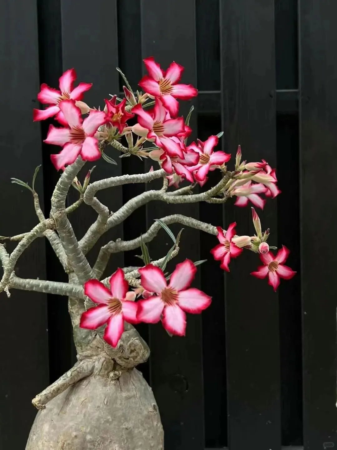 🌵🌹 Dive into Desert Beauty: Desert Rose Seeds for Your Tranquil Haven!-Various Colors🌱Long Flowering Period 🏜️🌺