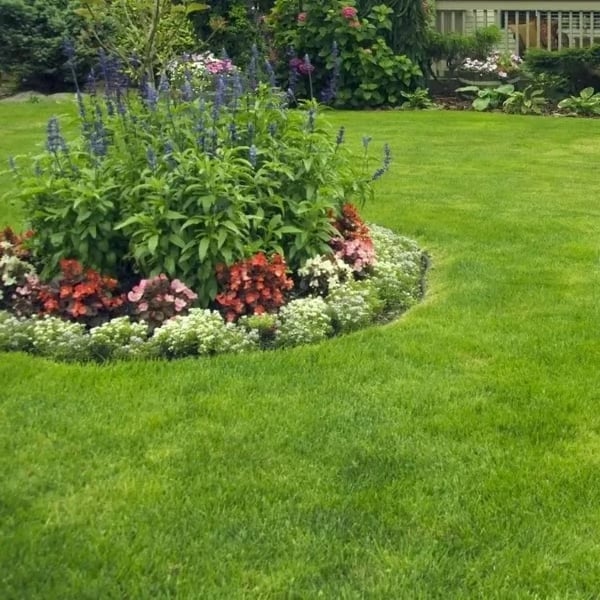 🔥Last Day 49% OFF🌱 No-Mow Evergreen Lawn Seeds - Perennial🌾