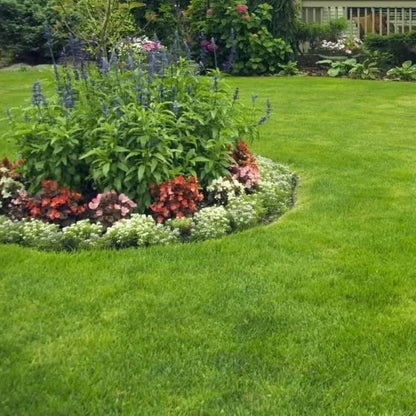 🔥Last Day 49% OFF🌱 No-Mow Evergreen Lawn Seeds - Perennial🌾