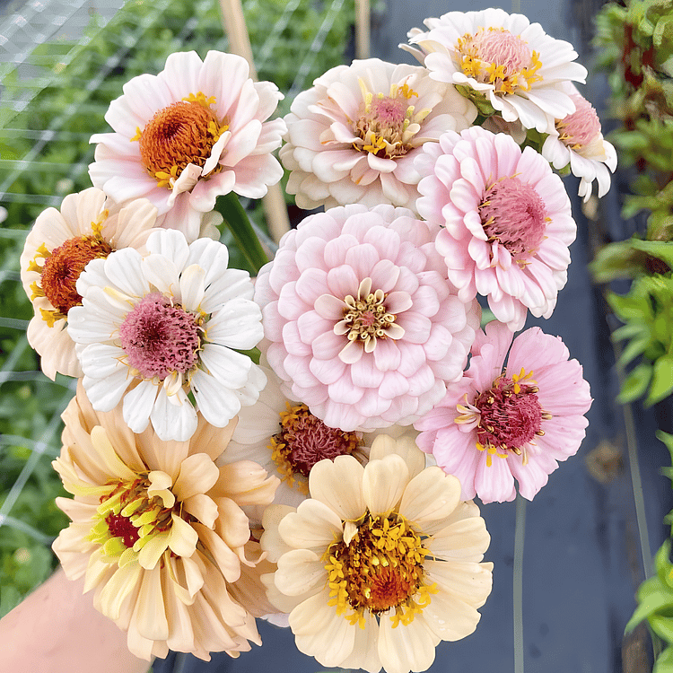 🔥Last Day Clearance🌺Double Zinnia Mixed Color Seeds