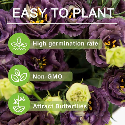 🌱 12 days germination🔥Eustoma Thornless Rose💐Lisanthus Seeds