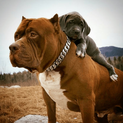 🎄Early Christmas Sale 50% OFF Thick Gold Chain Pets Safety Collar (adjustable)