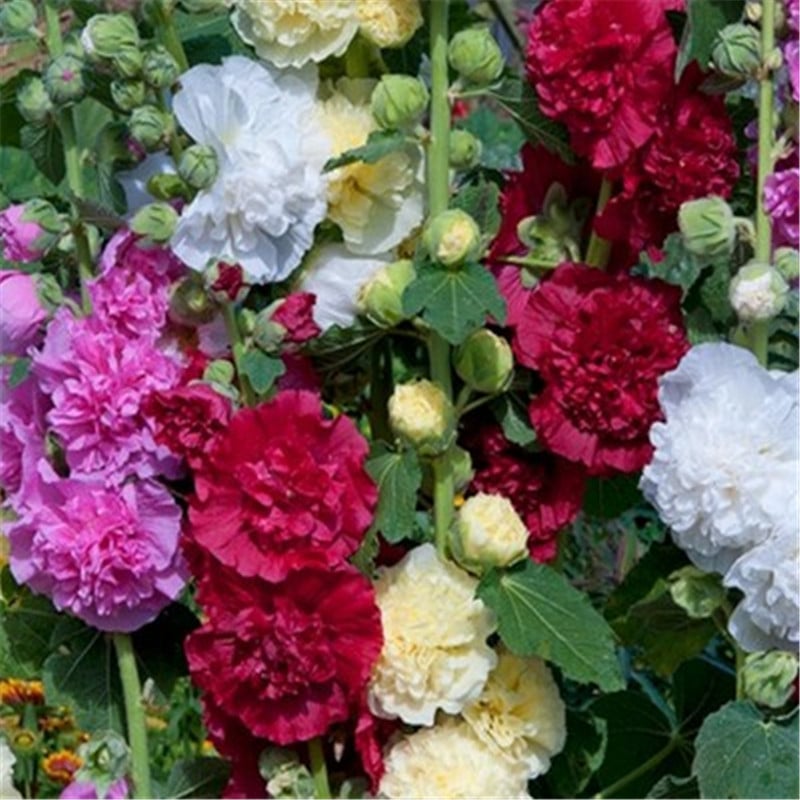 🏵Mixed Colored Hollyhock Seeds