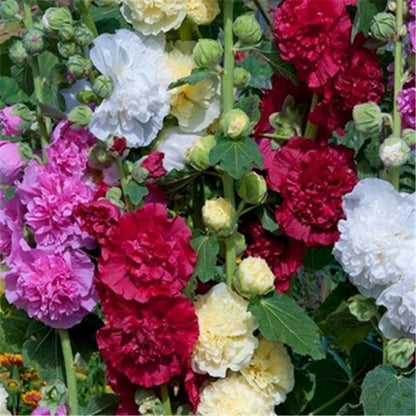 🏵Mixed Colored Hollyhock Seeds