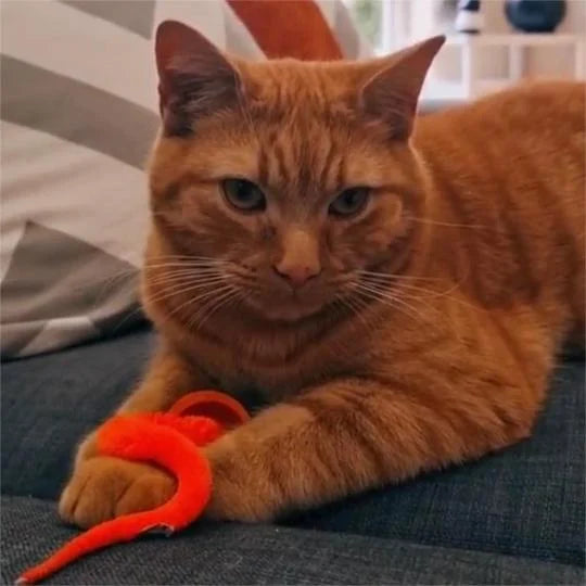 2023 Hot Sale🔥Typared Jiggle Ball for Cat