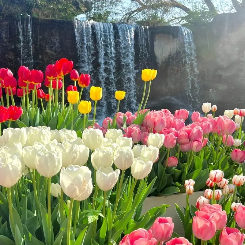 🔥Hot sale🌷Multi-color tulip bulbs