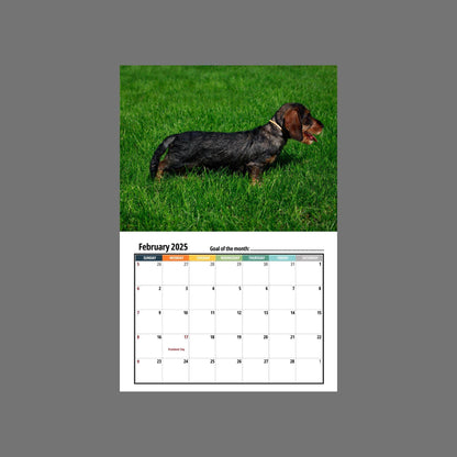 🦴🐶2025 Dachshund Wall Calendar