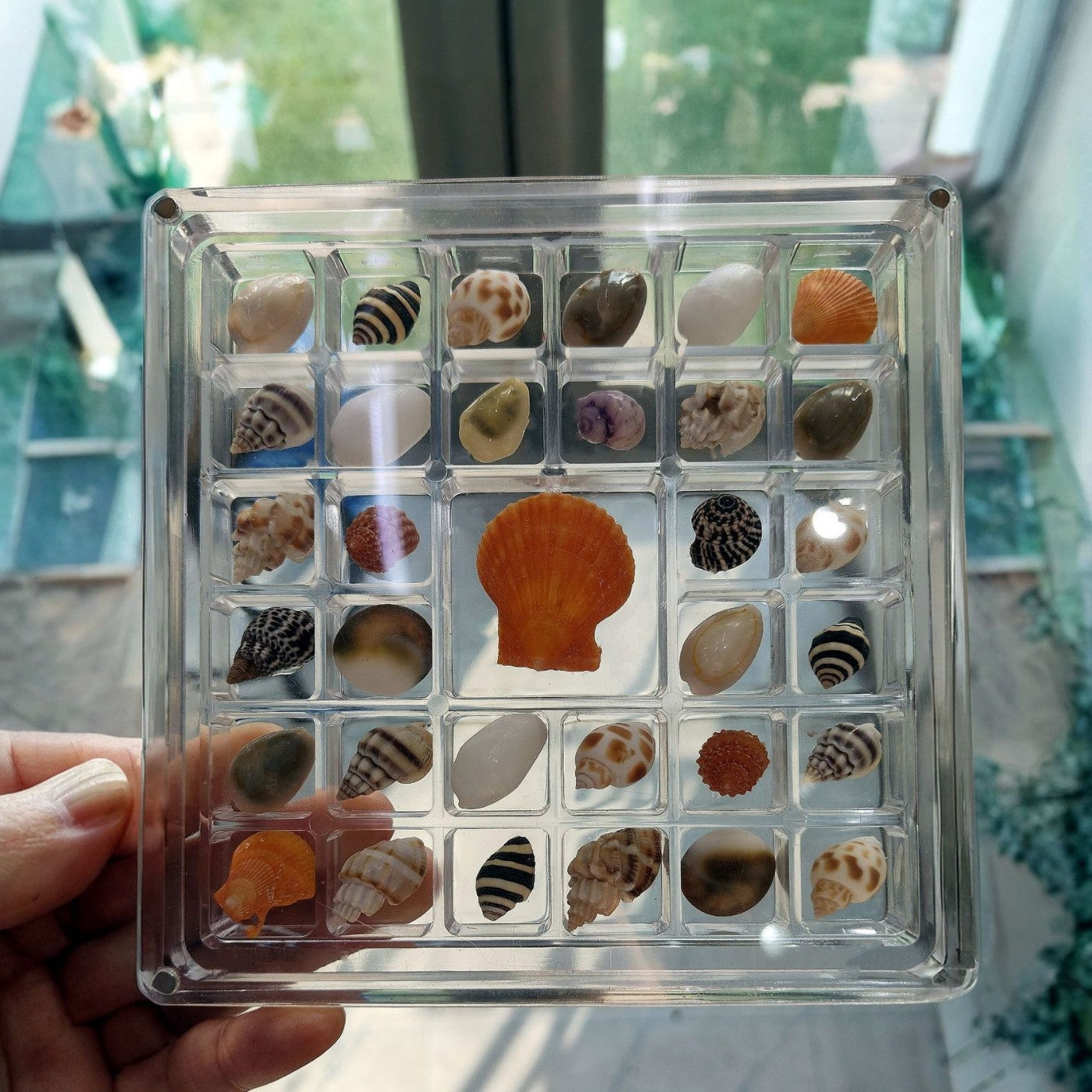 🌊Acrylic Magnetic Seashell Nail Diamond Display Box