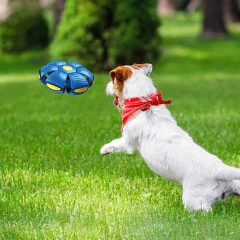 💥The Doggy Disc Ball💞