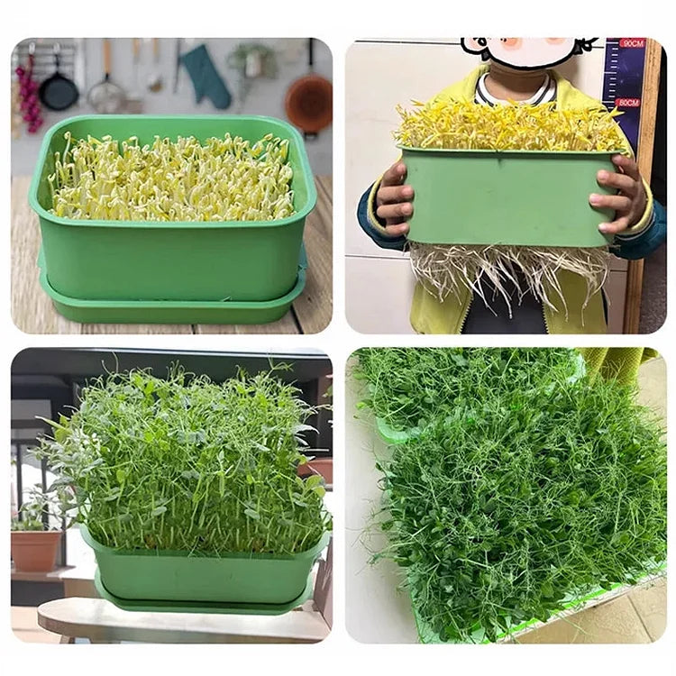 Stackable Bean Sprout Growing Box