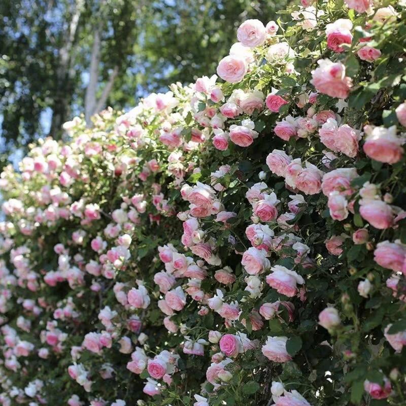 🔥Last Day 49% OFF🌺🌹Climbing Vine Rose Flower Seeds - Perennial🌹