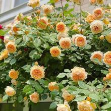 🔥Last Day 49% OFF🌺200pcs Climbing Rose Seeds | Free Fertilizer--Supplement nitrogen, phosphorus and potassium
