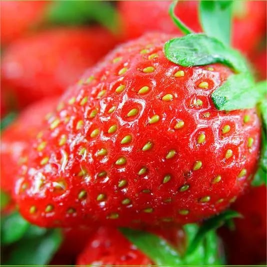 🔥Hot Sale - 49% Discount🔥All Season Strawberry Seeds🍓