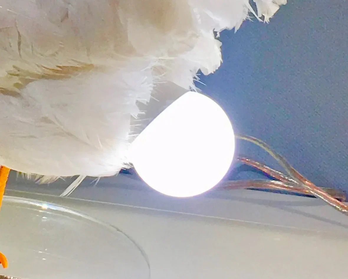 🐓💡Hilarious Chicken Egg Lamp